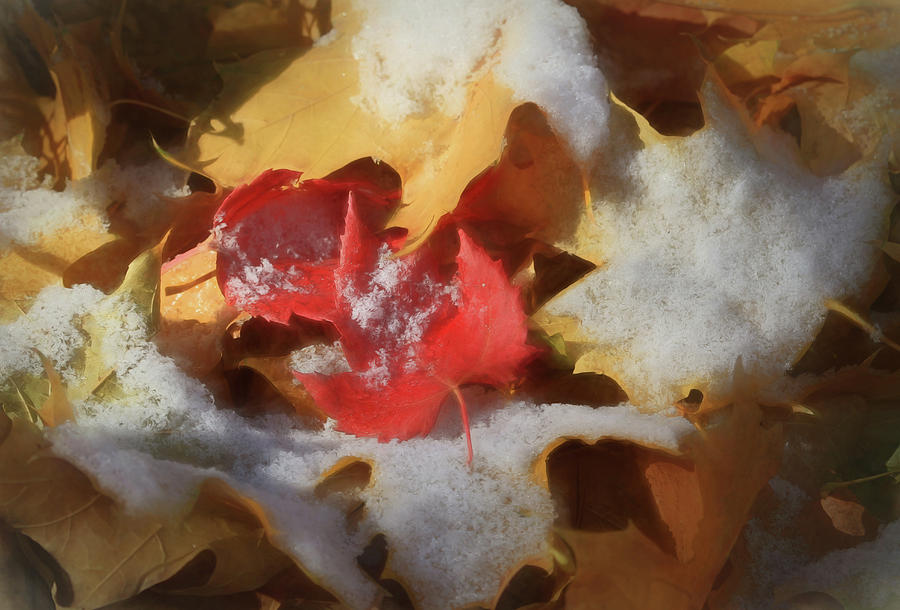 Autumn Leaves With Snow Photograph by Donna Kennedy