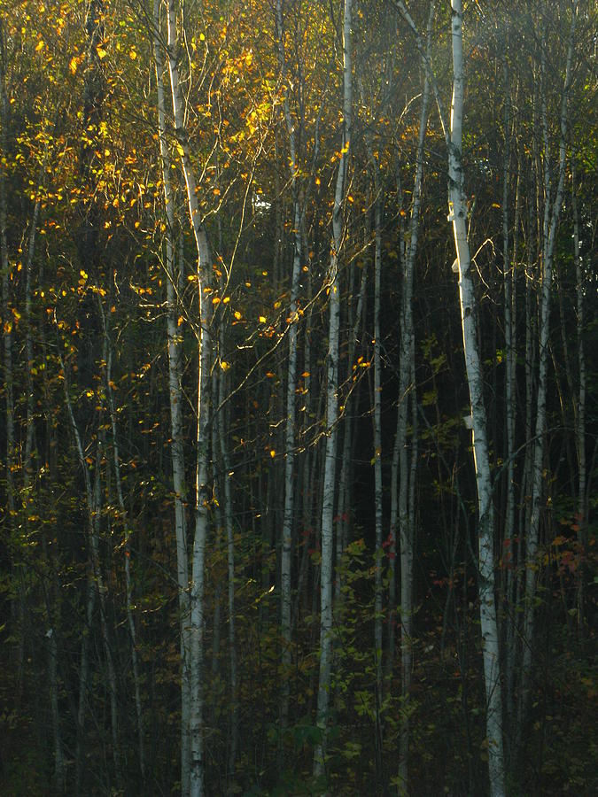 Autumn Light Photograph by Bill Tomsa