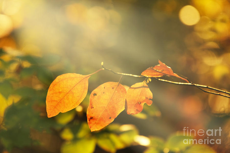 Autumn Light Photograph by Darren Fisher