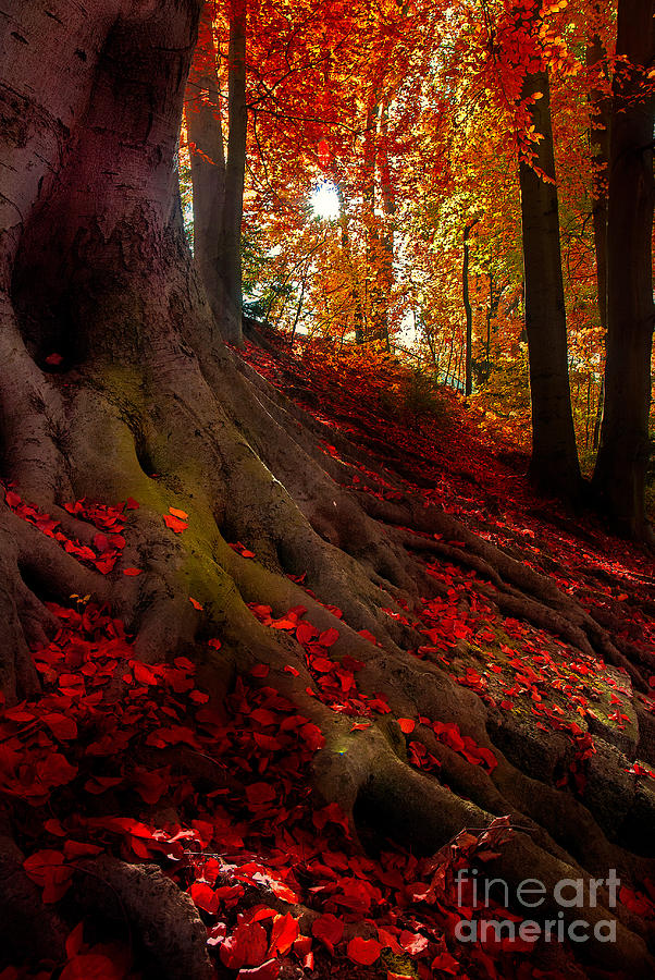 Autumn Light Photograph by Hannes Cmarits