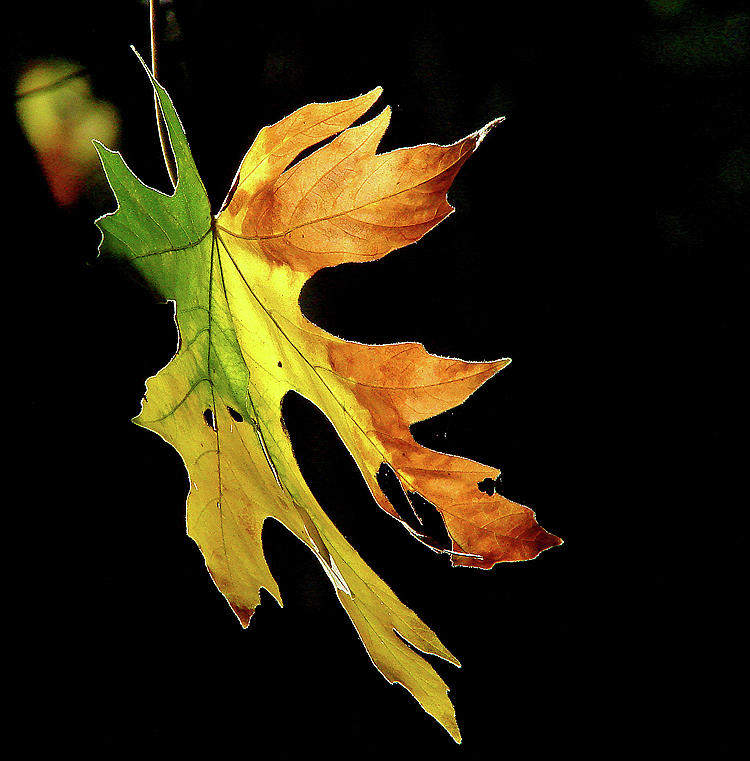 Autumn Leaves Photograph - Autumn Light by Jodi Schneider