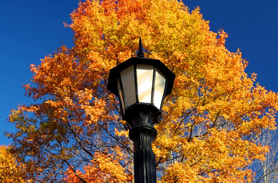 Autumn Light Photograph by Michiale Schneider