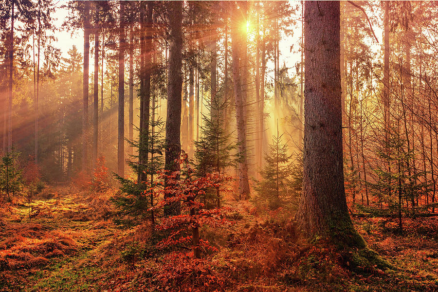 Autumn Light Photograph by Movie Poster Prints