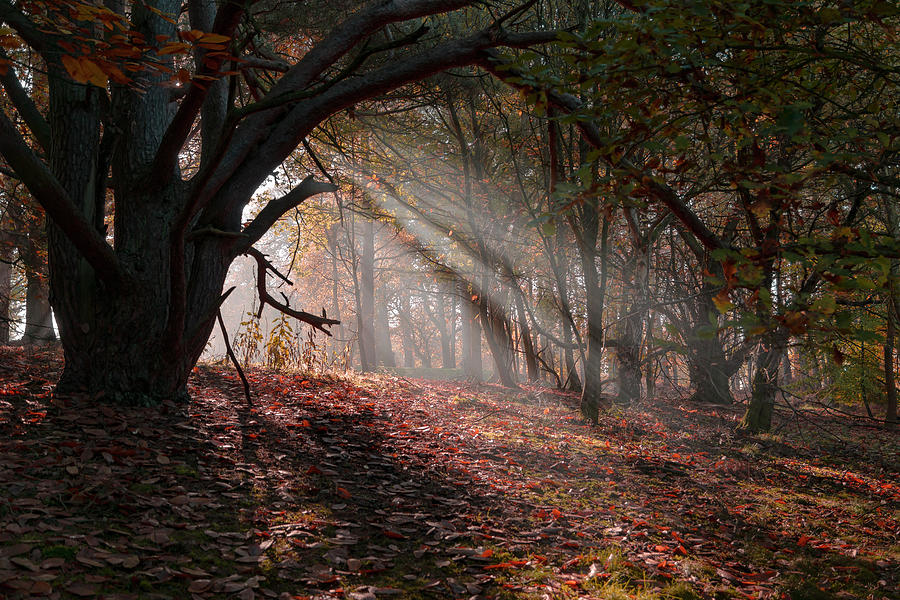 Autumn Light  Photograph by Scott Carruthers