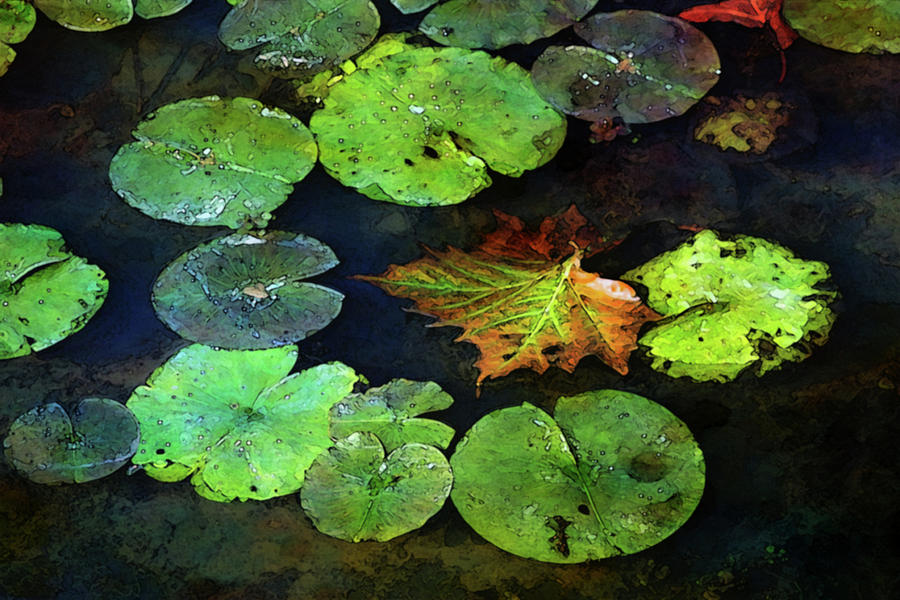 Autumn Lily Pads and Leaf 7169 DP_2 Photograph by Steven Ward