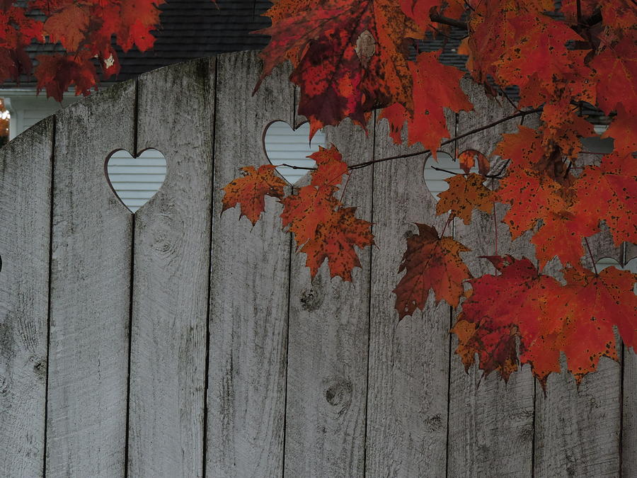 Autumn Love Photograph by Bill Tomsa