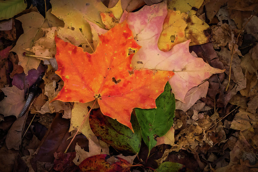 Autumn Love Photograph by Terry DeLuco