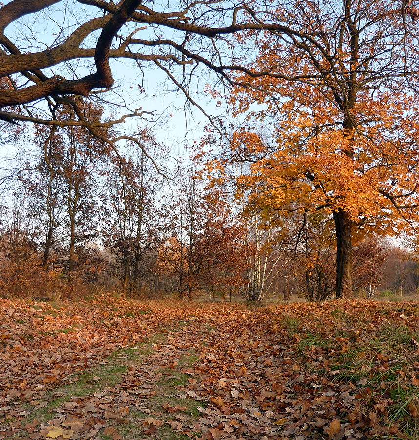Autumn Photograph by Lukasz Ryszka