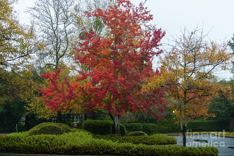 Autumn Majesty In Charleston South Carolina Photograph