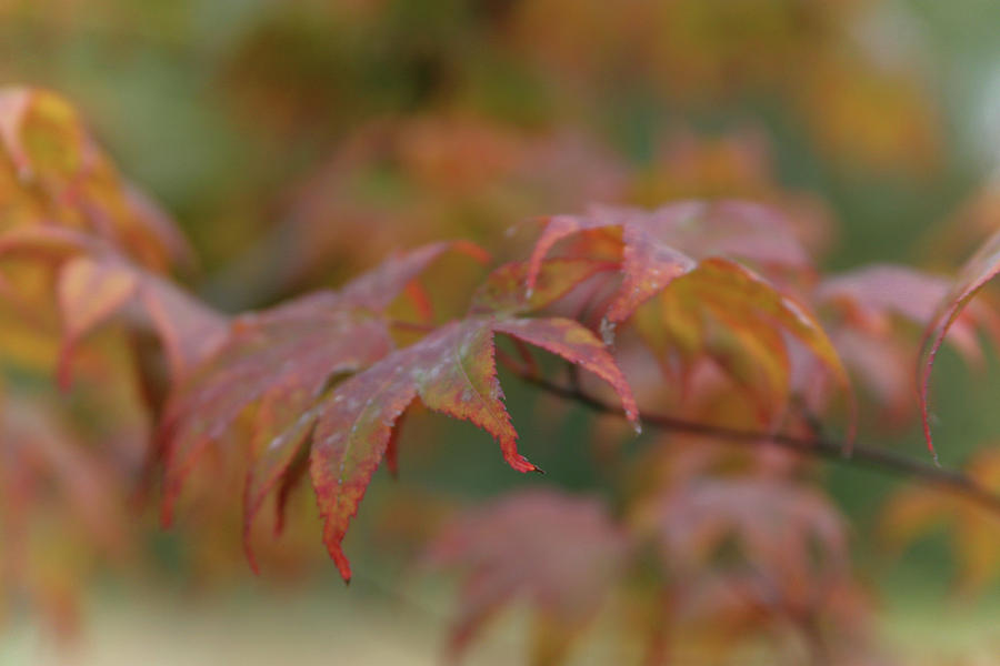 Autumn Maple 5583 H_2 Photograph by Steven Ward