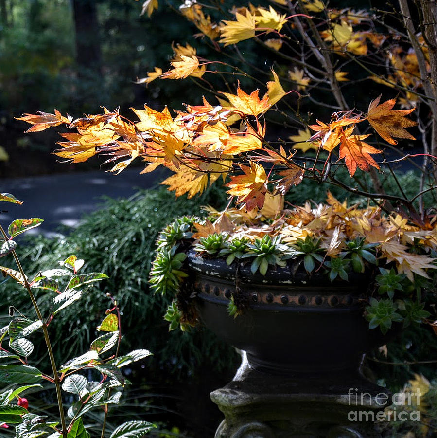 Autumn Maple and Succulents Photograph by Tatyana Searcy