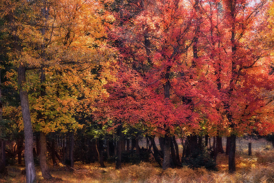 Autumn Maple Forest  Photograph by Saija Lehtonen