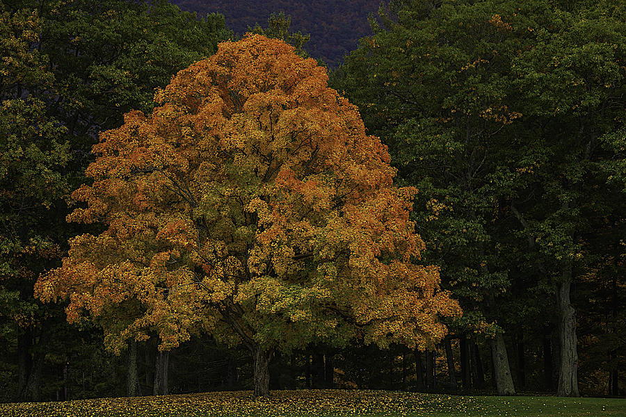 Autumn Maple Photograph by Garry Gay