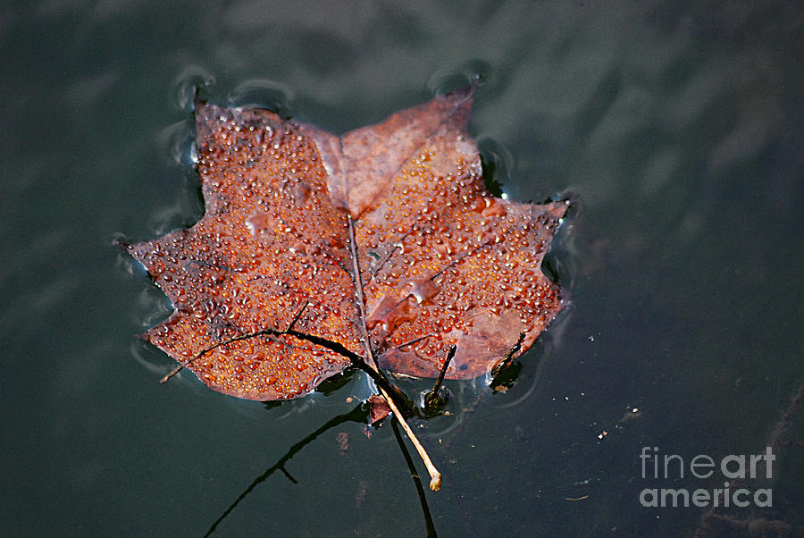 Autumn Maple Leaf 20130901_194 Photograph by Tina Hopkins