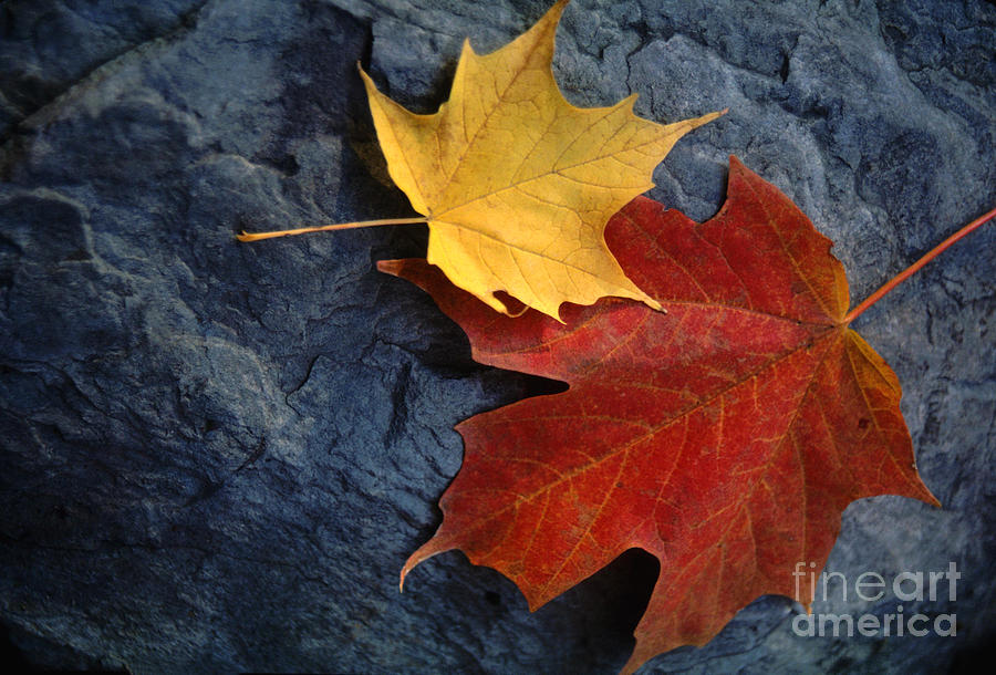 Autumn Maple Leaf Pair on Moody Rock Photograph by Anna Lisa Yoder
