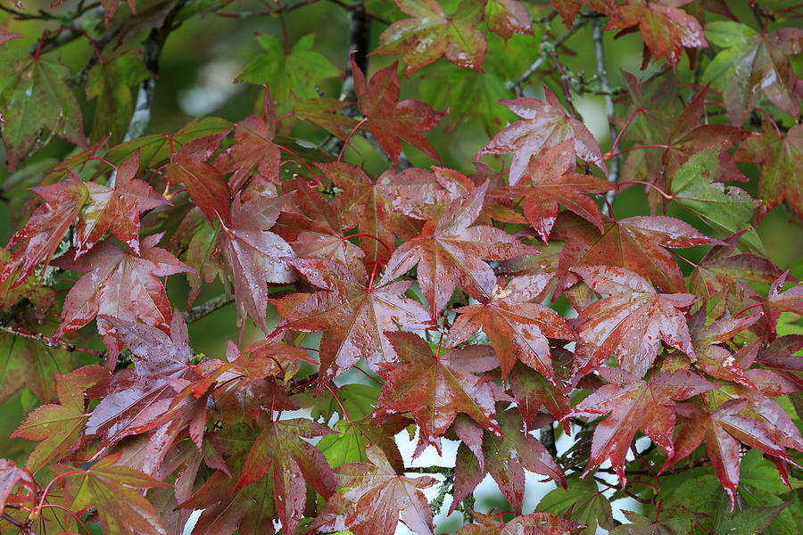 Autumn Maple Leaves Photograph