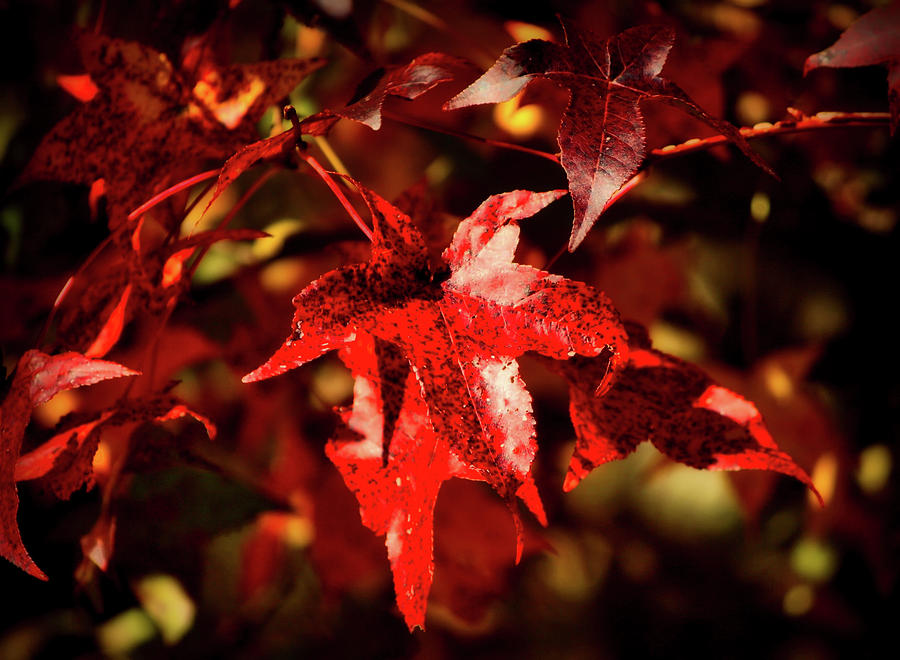Autumn Maple Leaves Photograph by Mountain Dreams