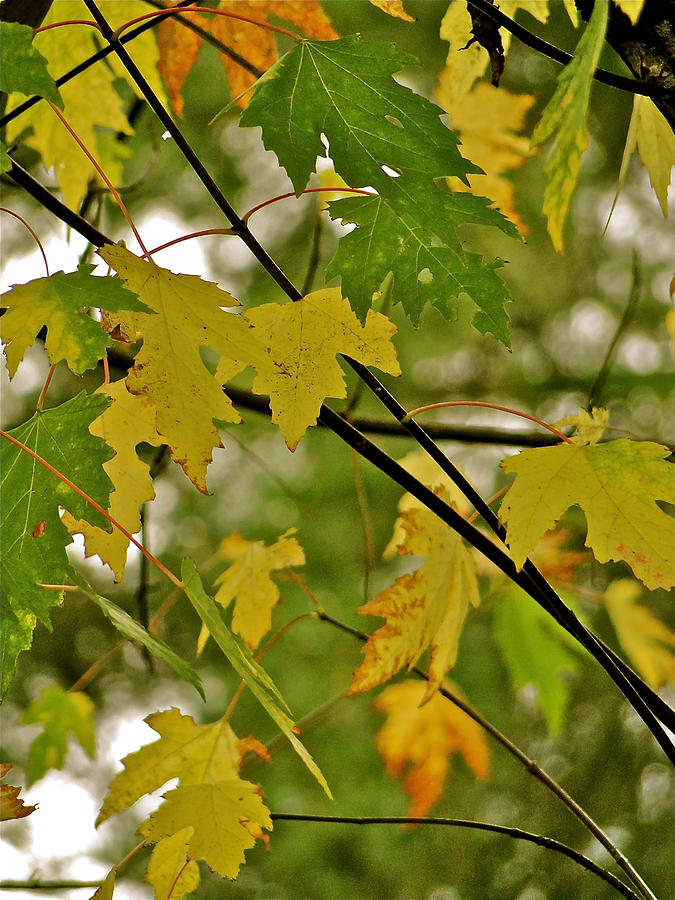 Autumn Maple Leaves  Photograph by Liz Vernand