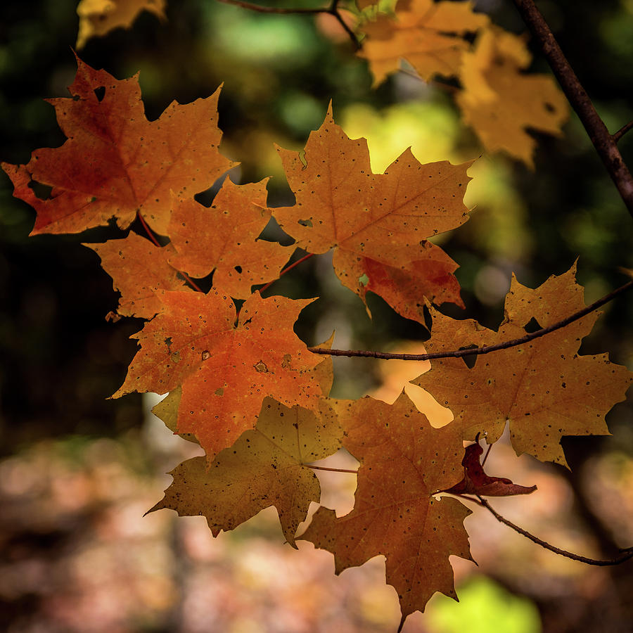 Autumn Maple Leaves Photograph by Paul Freidlund