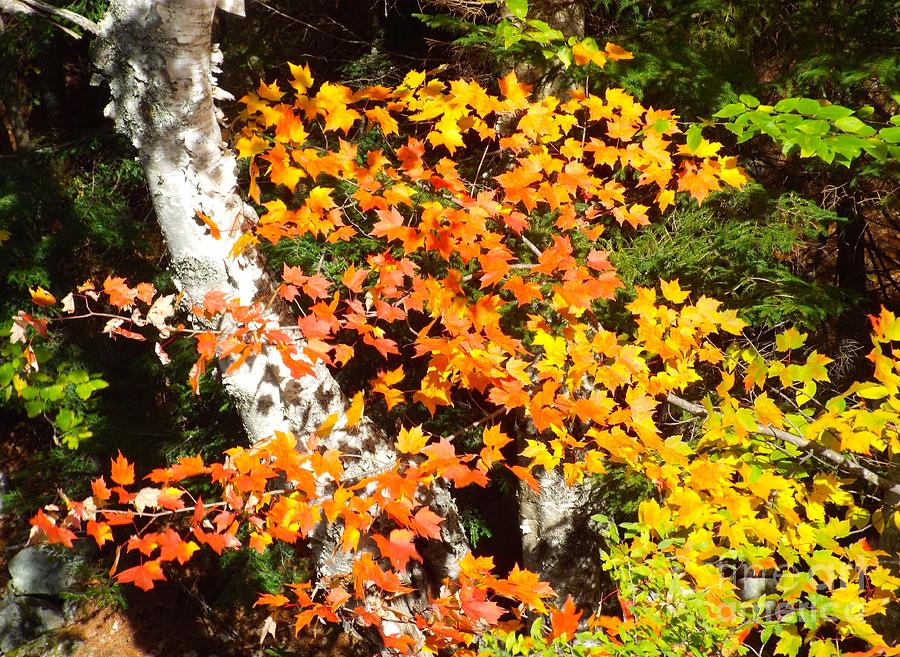 Autumn Maple Photograph by Barbara Von Pagel