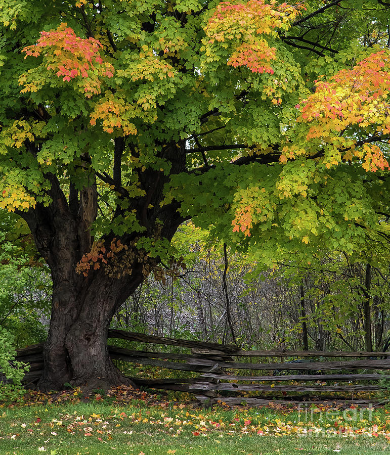 Autumn Maple Tree Photograph by Bianca Nadeau