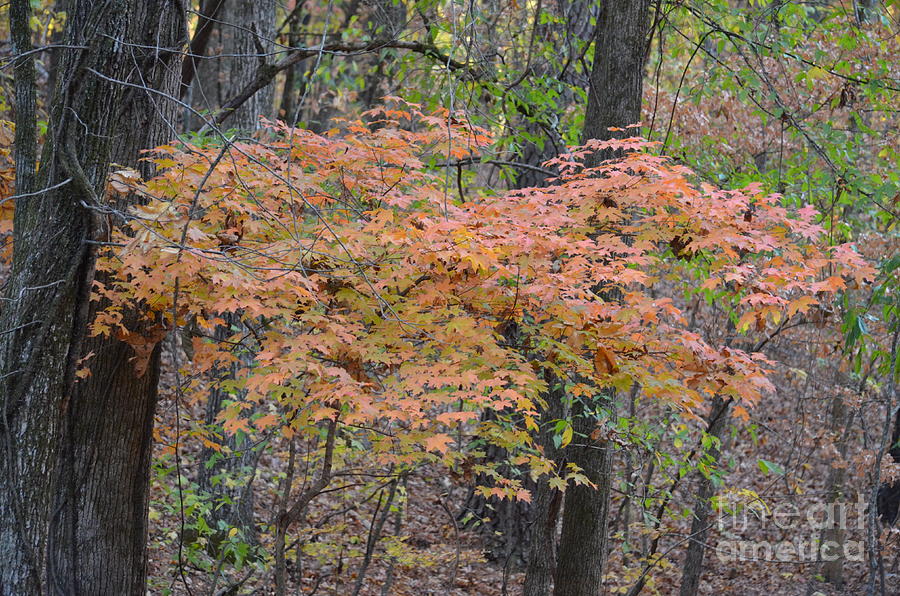 Autumn Maples 2 Photograph by Maria Urso