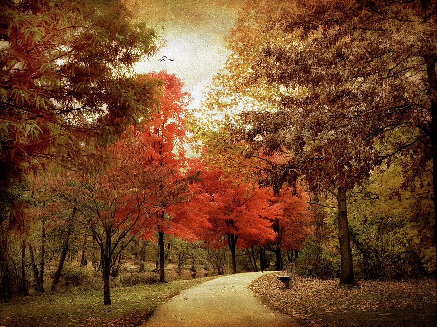 Autumn Maples Photograph by Jessica Jenney