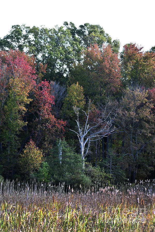 Autumn Marsh In Color Photograph by Skip Willits