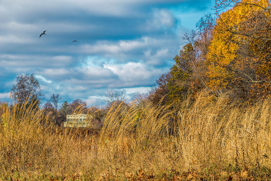 Autumn Marsh Photograph