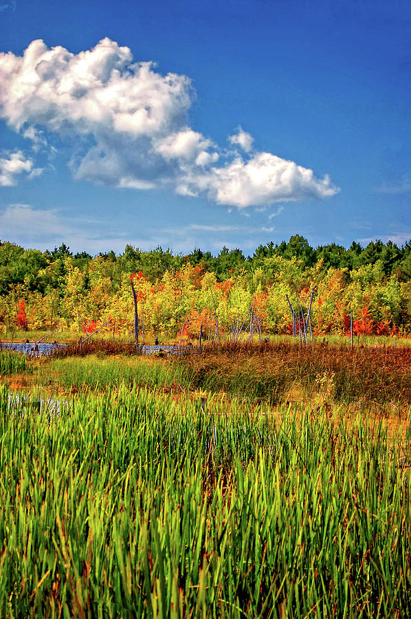 Autumn Marsh Photograph by Steve Harrington