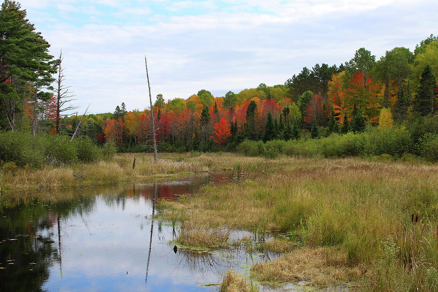 Autumn Marsh View Photograph by Brook Burling