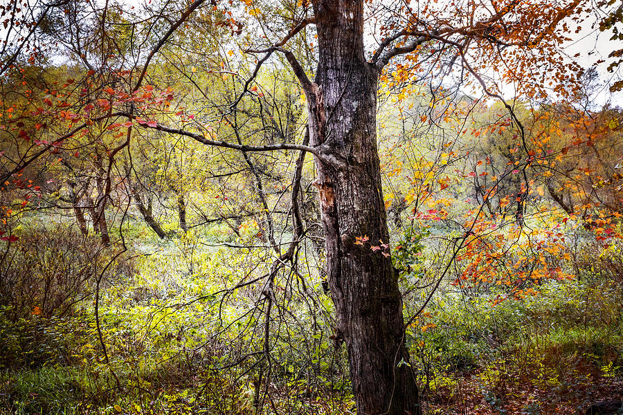 Autumn Meadow Photograph by Debra and Dave Vanderlaan