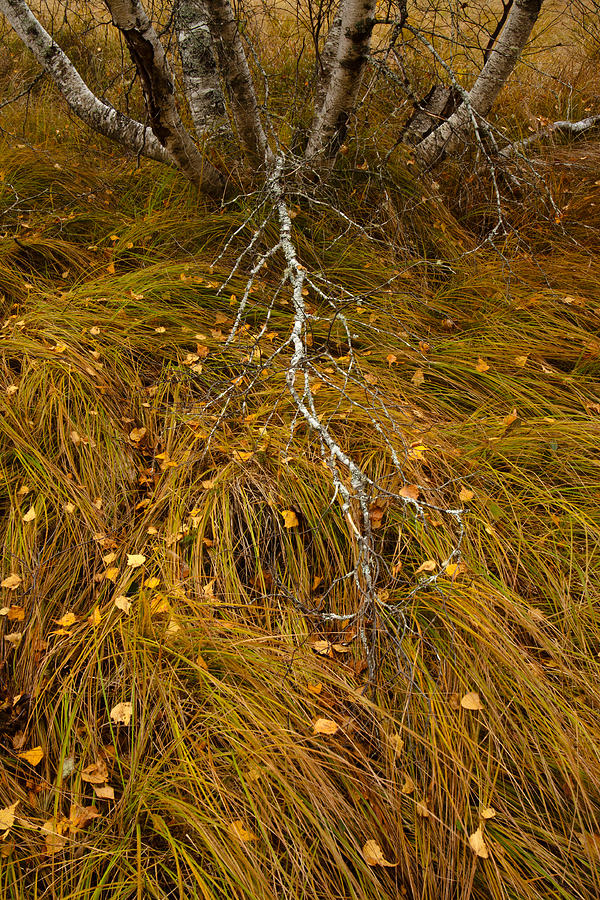 Autumn Meadow Details #1 Photograph by Irwin Barrett