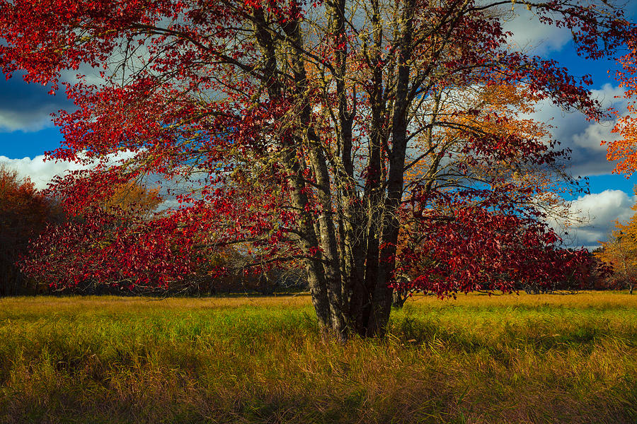 Autumn Meadow Evening #3 Photograph by Irwin Barrett