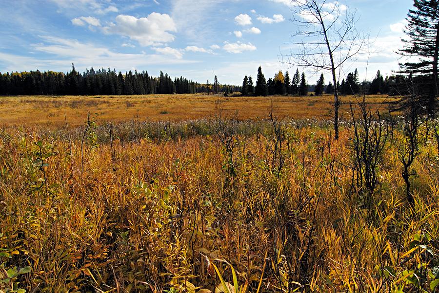 Autumn Meadow Photograph by Larry Ricker