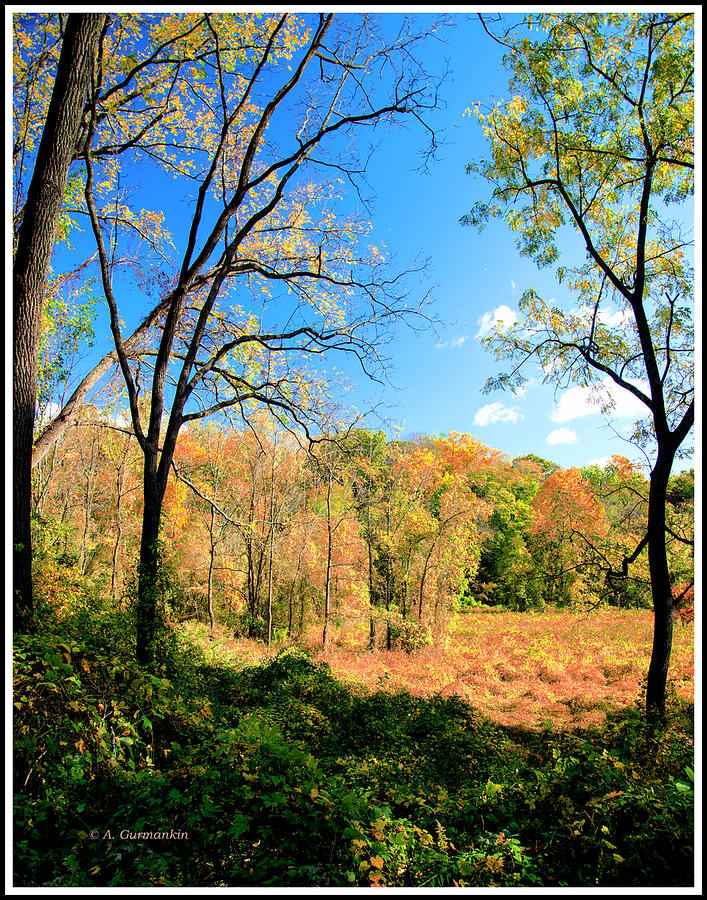 Autumn Meadow, Montgomery County, Pennsylvania Photograph by A Macarthur Gurmankin