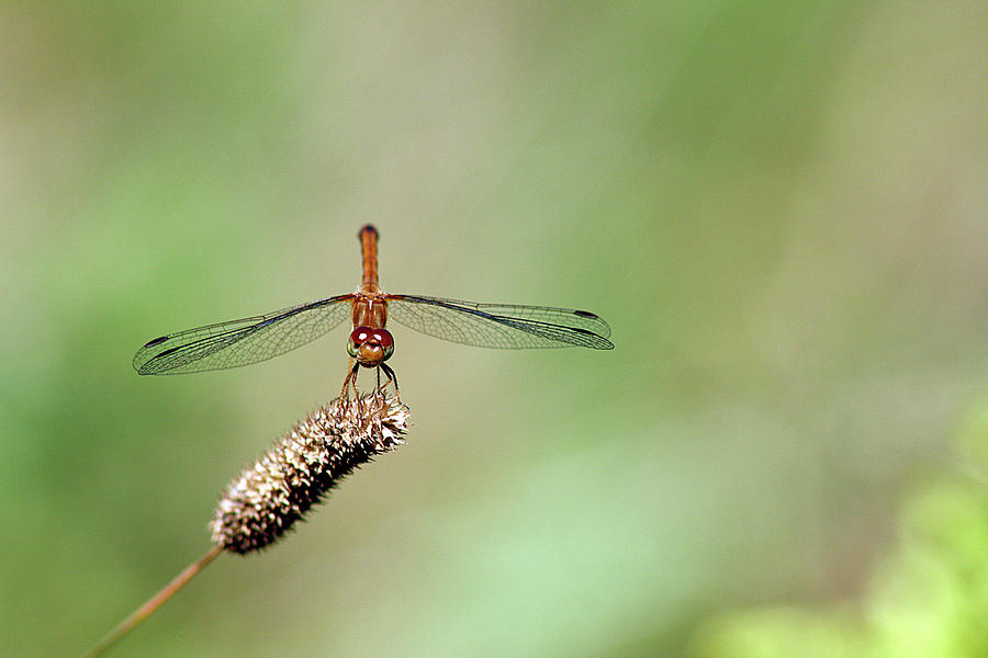 Autumn Meadowhawk Dragonfly Photograph by Cindi Ressler
