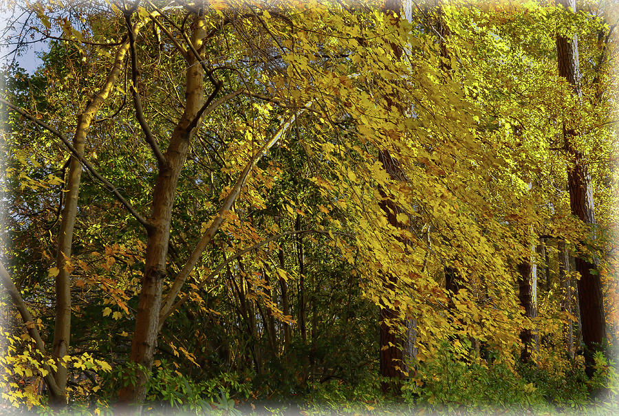 Autumn Mellowness  Photograph by Ola Allen