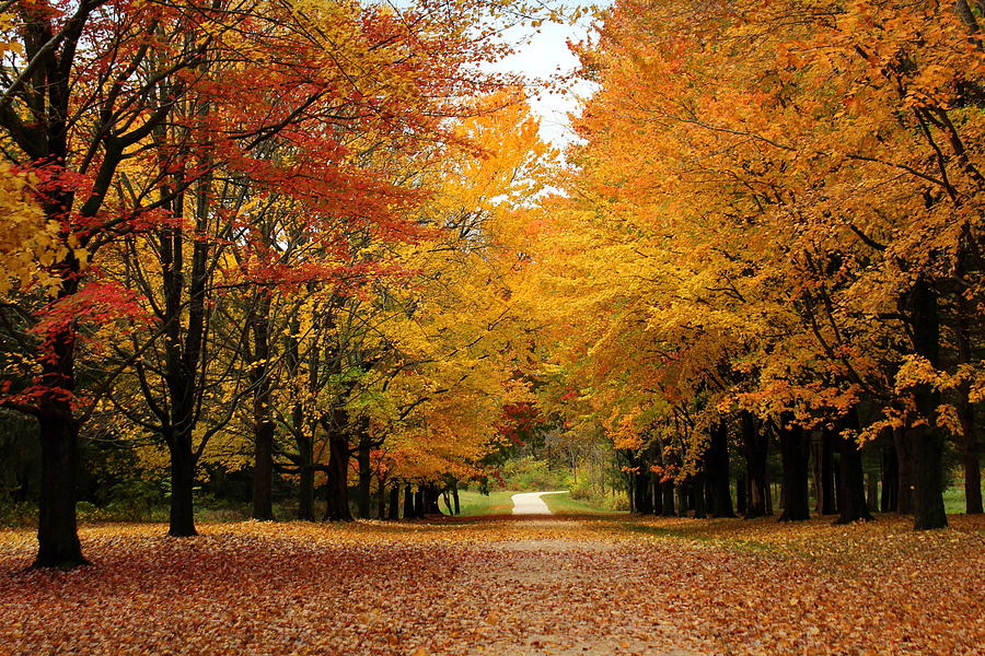Tree Photograph - Autumn Memories by Rosanne Jordan