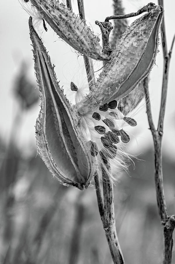 Autumn Milkweed 10 bw Photograph by Steve Harrington