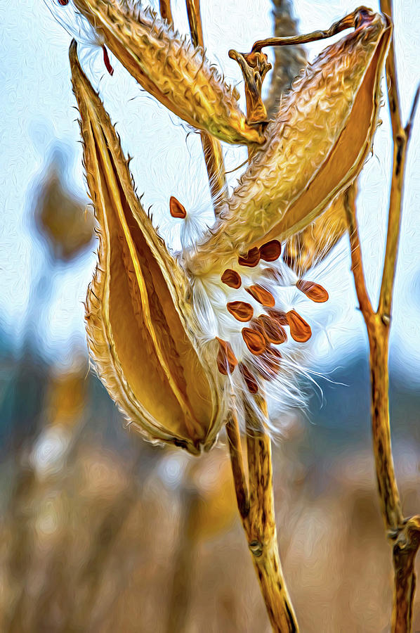 Autumn Milkweed 10 - Paint Photograph by Steve Harrington
