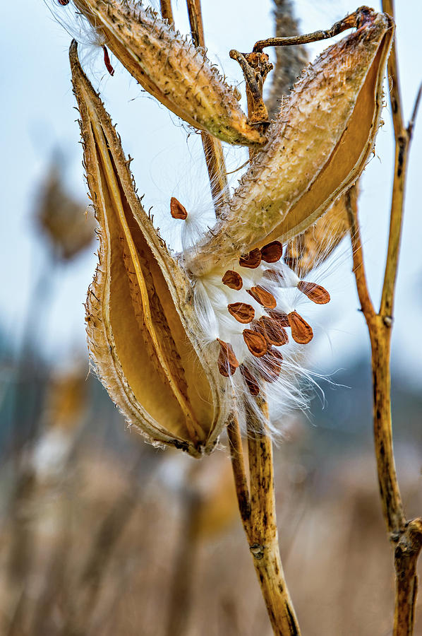 Autumn Milkweed 10 Photograph by Steve Harrington