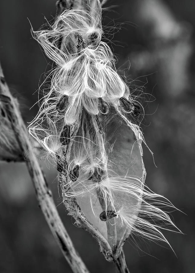 Autumn Milkweed 11 bw Photograph by Steve Harrington