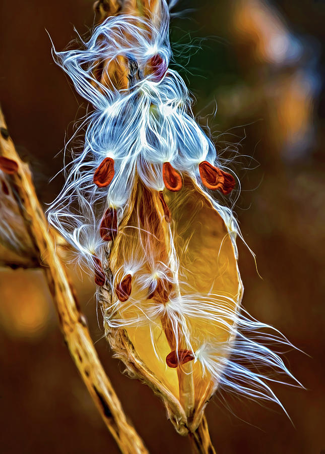 Autumn Milkweed 11 - Paint Photograph by Steve Harrington