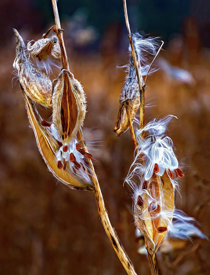 Autumn Milkweed 14 - Paint Photograph by Steve Harrington