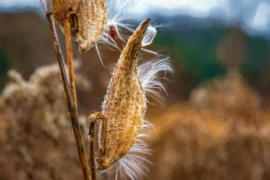 Autumn Milkweed 16  - Impasto Photograph by Steve Harrington