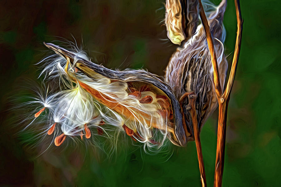 Autumn Milkweed 16 - Paint Photograph by Steve Harrington