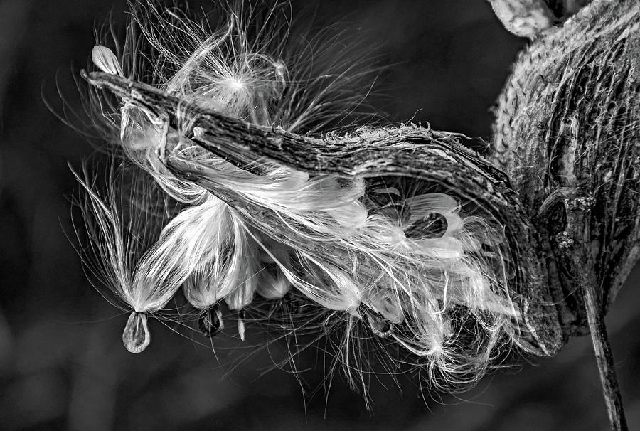 Autumn Milkweed 2 bw Photograph by Steve Harrington