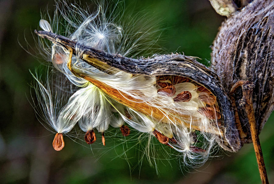 Autumn Milkweed 2 Photograph by Steve Harrington
