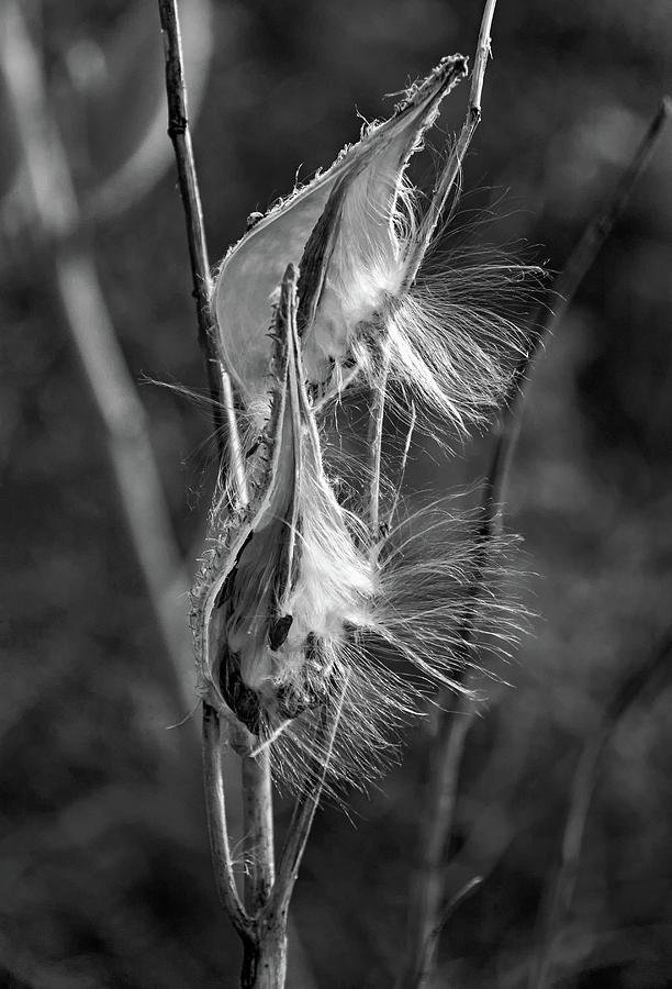 Autumn Milkweed 3 bw Photograph by Steve Harrington